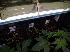 Panama, Jack Herer et Malawi CRO+3