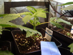 Kush T CRO+19