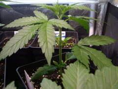 Sensi Purple Kush CRO+19