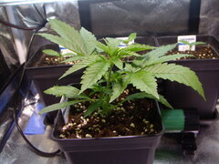 Purple Punch x Do-Si-Dos CRO +19