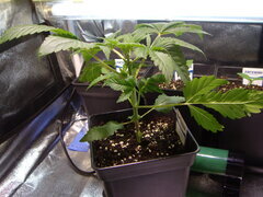 Kush T CRO +23