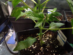 Kush T CRO +23