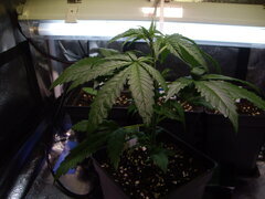 Sensi Purple Kush CRO +23