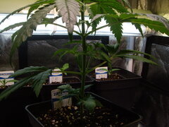 Sensi Purple Kush CRO +23