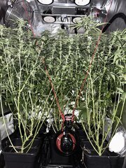IMG_1626.jpeg