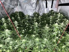 IMG_1637.jpeg