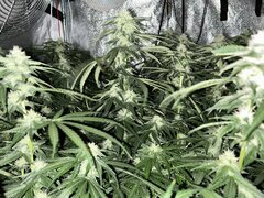 IMG_1641.jpeg