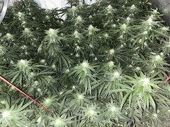 IMG_1644.jpeg