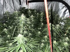 IMG_1651.jpeg