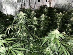 IMG_1687.jpeg