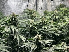 IMG_1706.jpeg