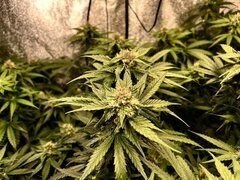 IMG_1738.jpeg
