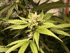 IMG_1740.jpeg
