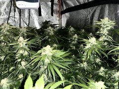 IMG_1885.jpeg