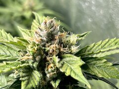IMG_1892.jpeg