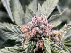 IMG_1895.jpeg