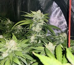 IMG_1934.jpeg