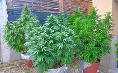 IMG_20240902_170654.jpg