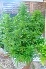 IMG_20240902_171328.jpg