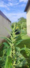 IMG_20240902_171929.jpg