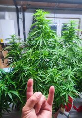 Orange Bud 2.0.jpg