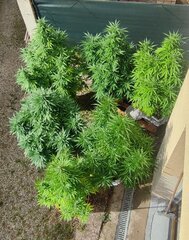 IMG_20240906_095549.jpg