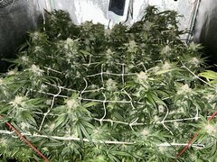 IMG_2069.jpeg