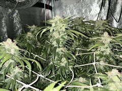 IMG_2072.jpeg