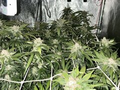 IMG_2075.jpeg
