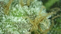 IMG_2076.jpeg