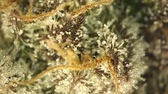 IMG_2079.jpeg