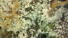 IMG_2085.jpeg
