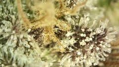 IMG_2097.jpeg