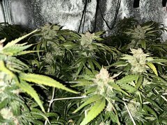 IMG_2153.jpeg