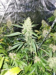 IMG_COM_202409252325140830