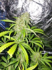 IMG_COM_202409252325141601
