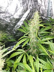IMG_COM_202409252325142262