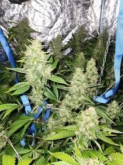 IMG_COM_202409252325142923
