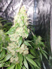 IMG_COM_202409252325145245