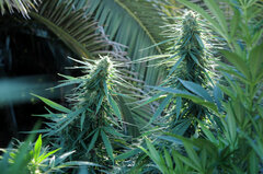 SENSI PURPLE KUSH