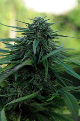 AK47