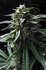 AK47