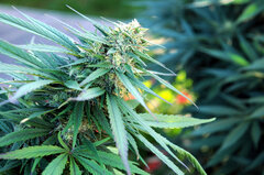 SENSI PURPLE KUSH