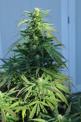 SENSI PURPLE KUSH
