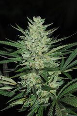 SENSI PURPLE KUSH