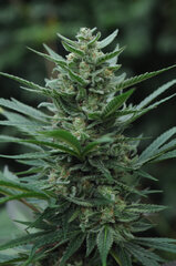 SENSI PURPLE KUSH