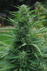 AK47