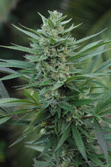 SENSI PURPLE KUSH