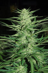 AK 47