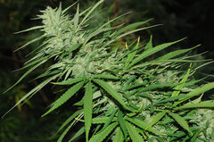 AK47